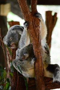 Close-up of animal sleeping on tree trunk