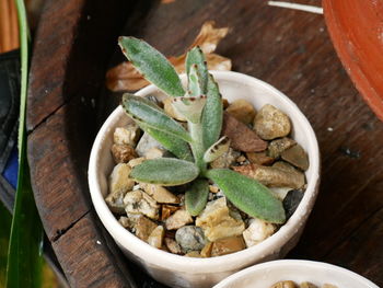 High angle view of potted plant on table