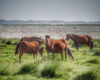 Horses in a field