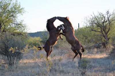 View of two horses on field