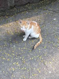 High angle view of cat