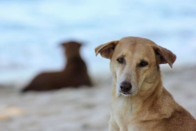 Close-up portrait of a dog