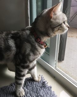 Close-up of cat at home