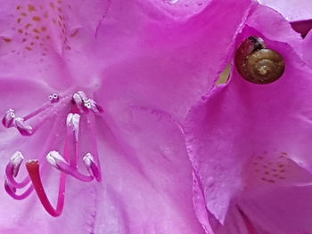 Close-up of pink rose flower