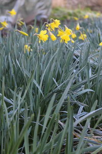 Close-up of flowers growing in field