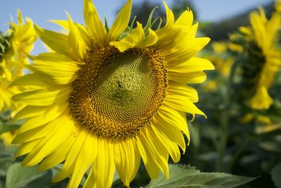 Close-up of sunflower