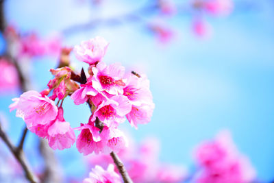 Close-up of pink cherry blossom against sky