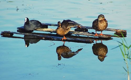 Ducks on a lake