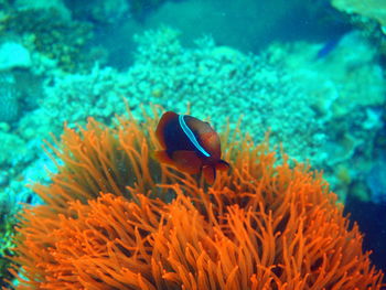 Close-up of fish swimming in sea