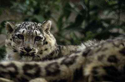 Close-up of a cat