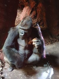 People sitting in zoo