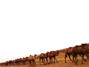 Horses in a field