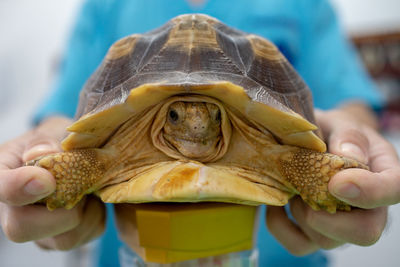 Midsection of veterinarian holding tortoise in hospital