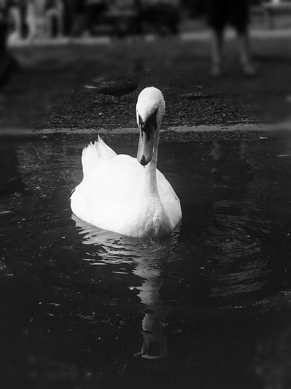 SWAN SWIMMING IN LAKE