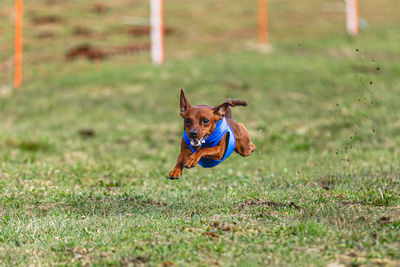 Dogs running on grassy field