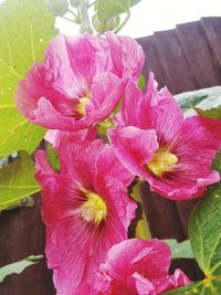 Close-up of pink hibiscus blooming outdoors