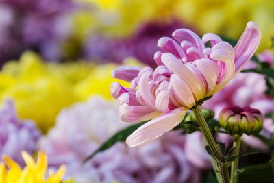 Close-up of pink flowers