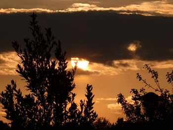 Low angle view of silhouette trees against sky during sunset