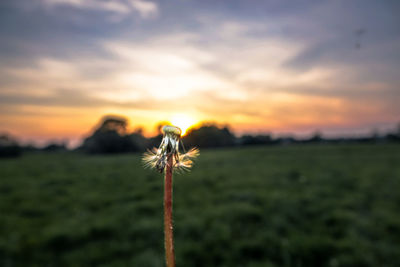 Plant on field against sky during sunset