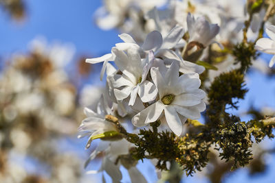 Close-up of white cherry blossom tree