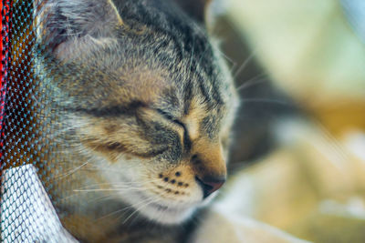 Close-up of cat sleeping