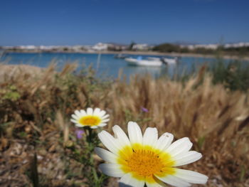 Close-up of daisy flowers