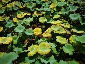 Full frame shot of green leaves