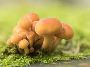 Close-up of mushrooms growing on field