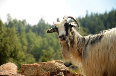 Close-up of horse standing on field against sky