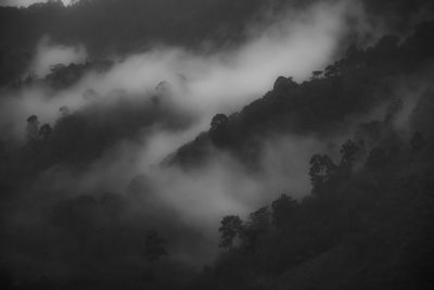 Low angle view of trees against sky