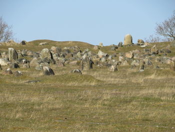 Flock of sheep on field against sky