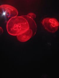 Close-up of illuminated jellyfish against black background