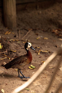 Bird on field