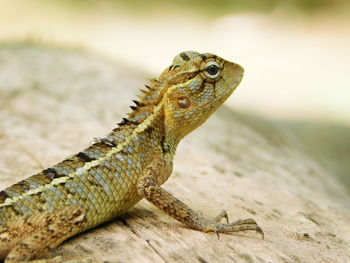 Indian oriental garden lizard