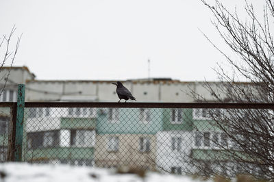 Birds perching on fence against clear sky