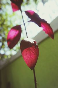 Close-up of red flower