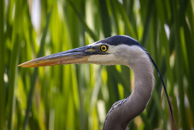 Close-up of great blue heron