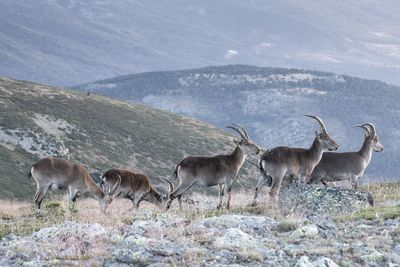 Herd of deer on the ground