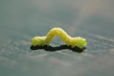 Close-up of leaf