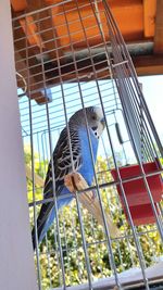 Close-up of bird perching in cage