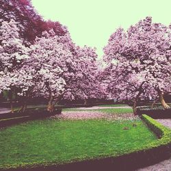 Pink flowers blooming in park