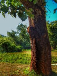 Trees growing on grassy field