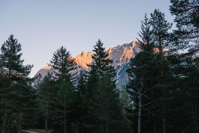 Low angle view of pine trees against sky