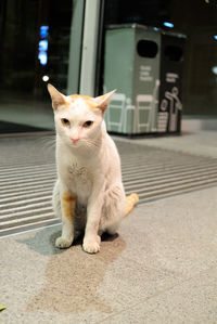 Close-up portrait of cat