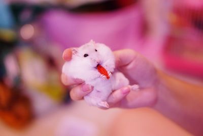 Close-up of hand holding pink bird