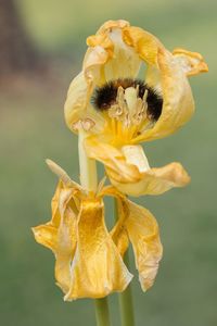 Close-up of yellow flower