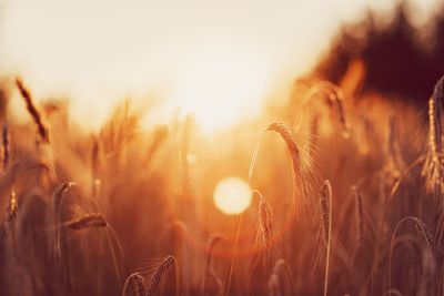 Close-up of stalks in field against sky