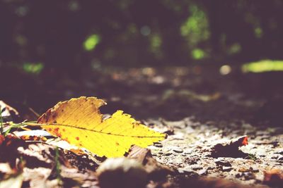 Close-up of maple leaves