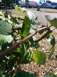 Close-up of leaves on plant