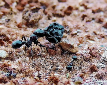 Close-up of ant on leaf